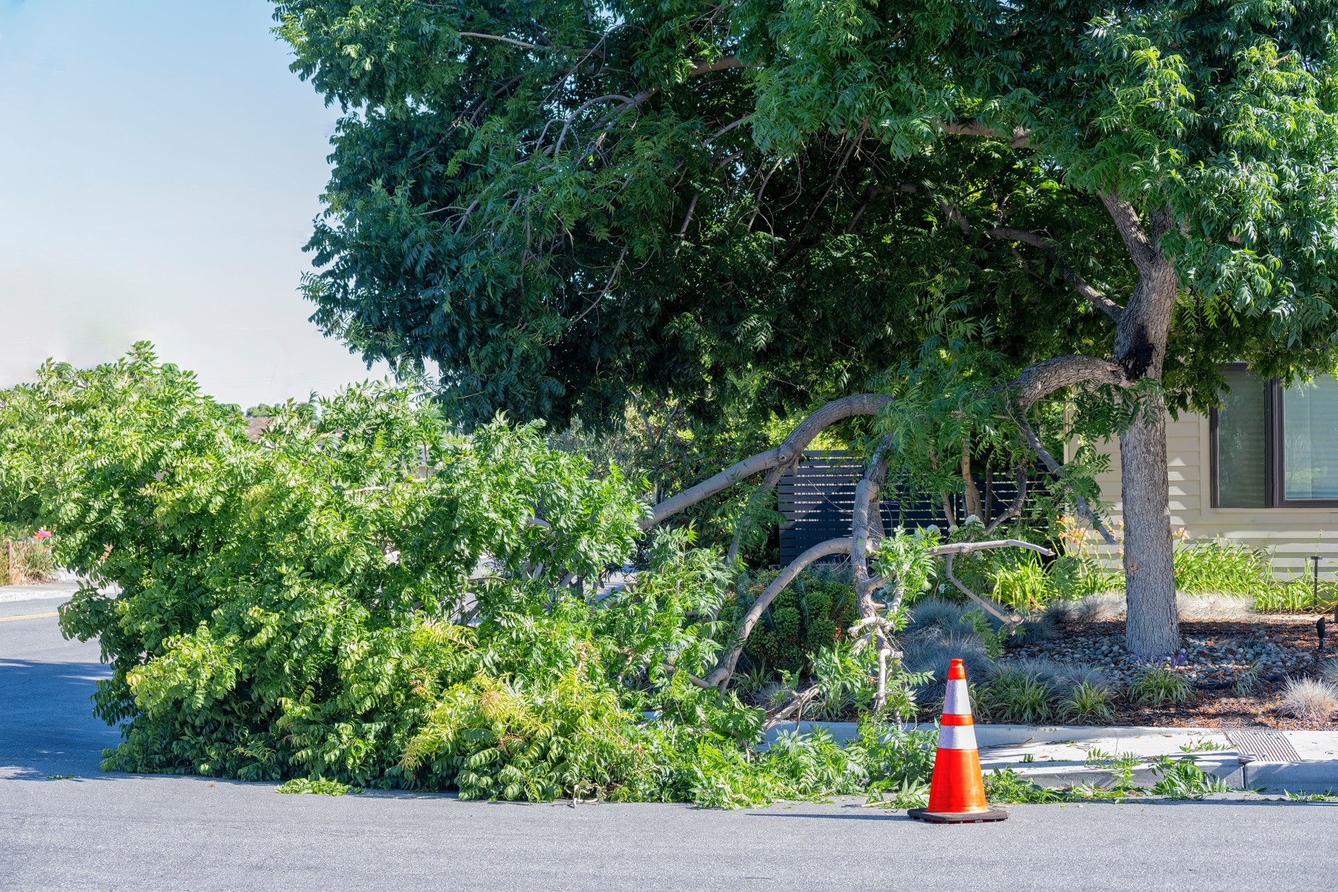 Bush Trimming
